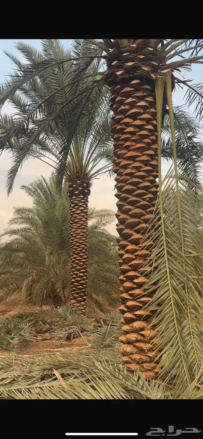 نخل للبيع جميع الطول موجود 2