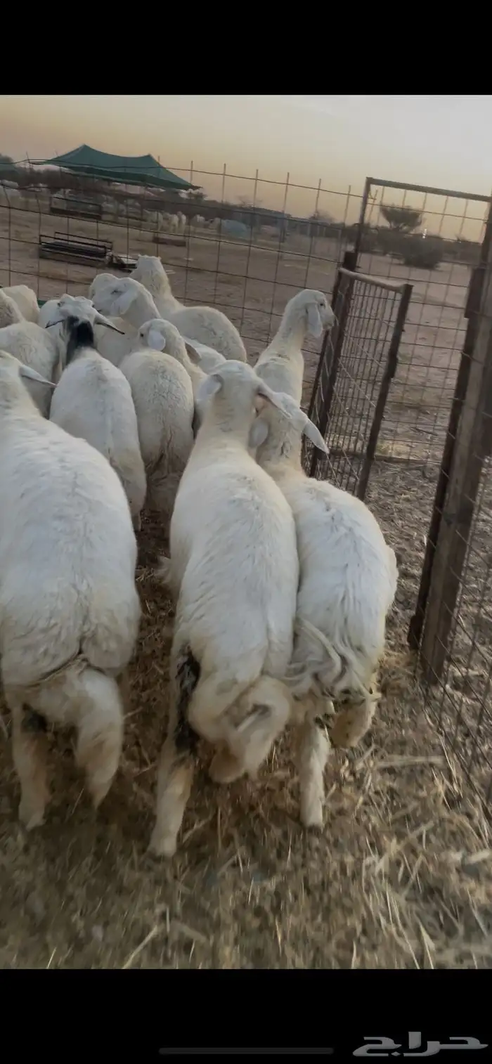 ذبايح حريه للثلاجة 0