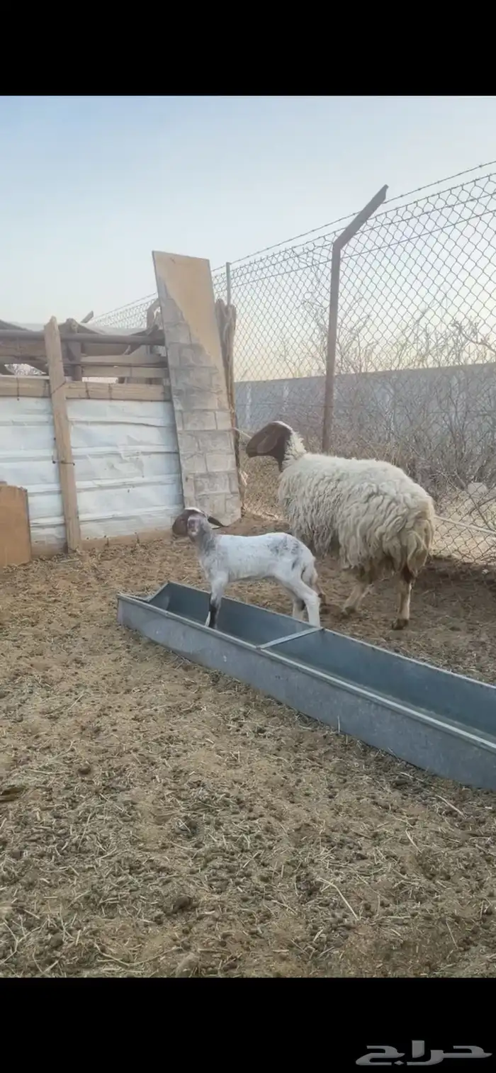 نعيميه متبع(( تم البيع)) 1