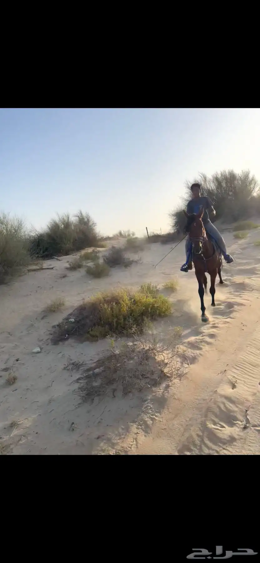 خيل حصان فرس ركوب خيل في بر الجبيل 8