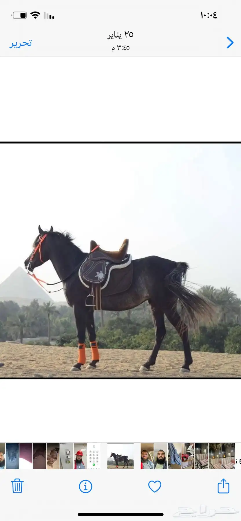 خيل حصان فرس ركوب خيل في بر الجبيل 7