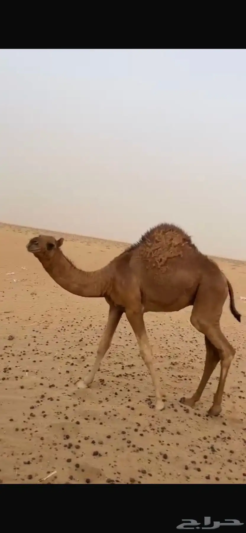 البعير الساحلي الحمر 6
