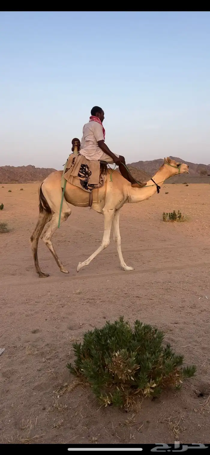 ركبي حر سوداني 4