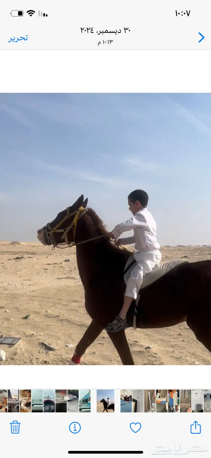 خيل حصان فرس ركوب خيل في بر الجبيل 10