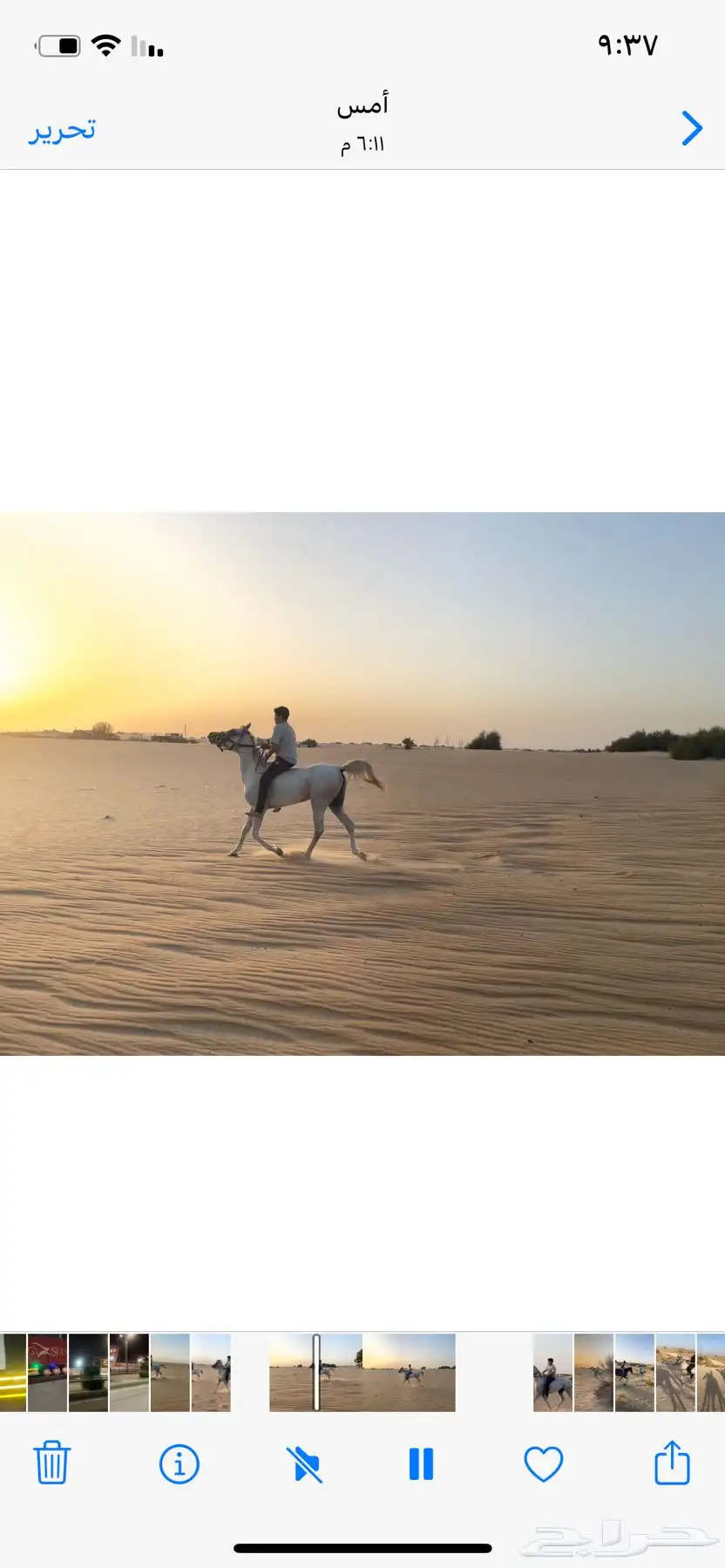خيل حصان فرس ركوب خيل في بر الجبيل 0