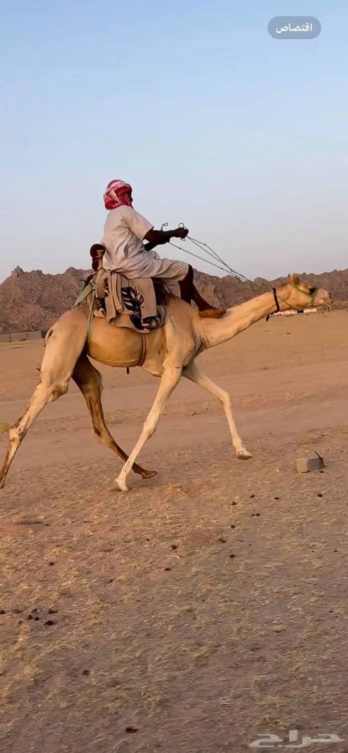 ركبي حر سوداني 0