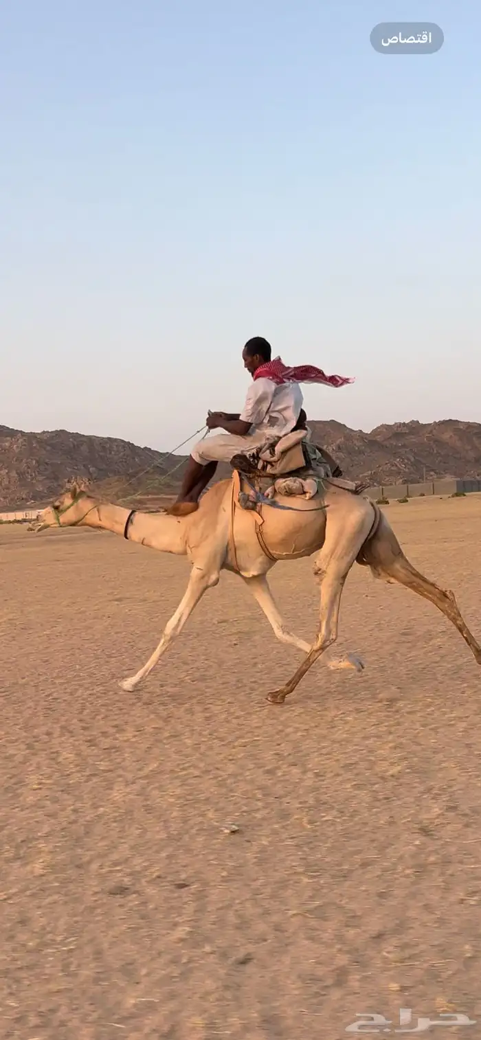 ركبي حر سوداني 1