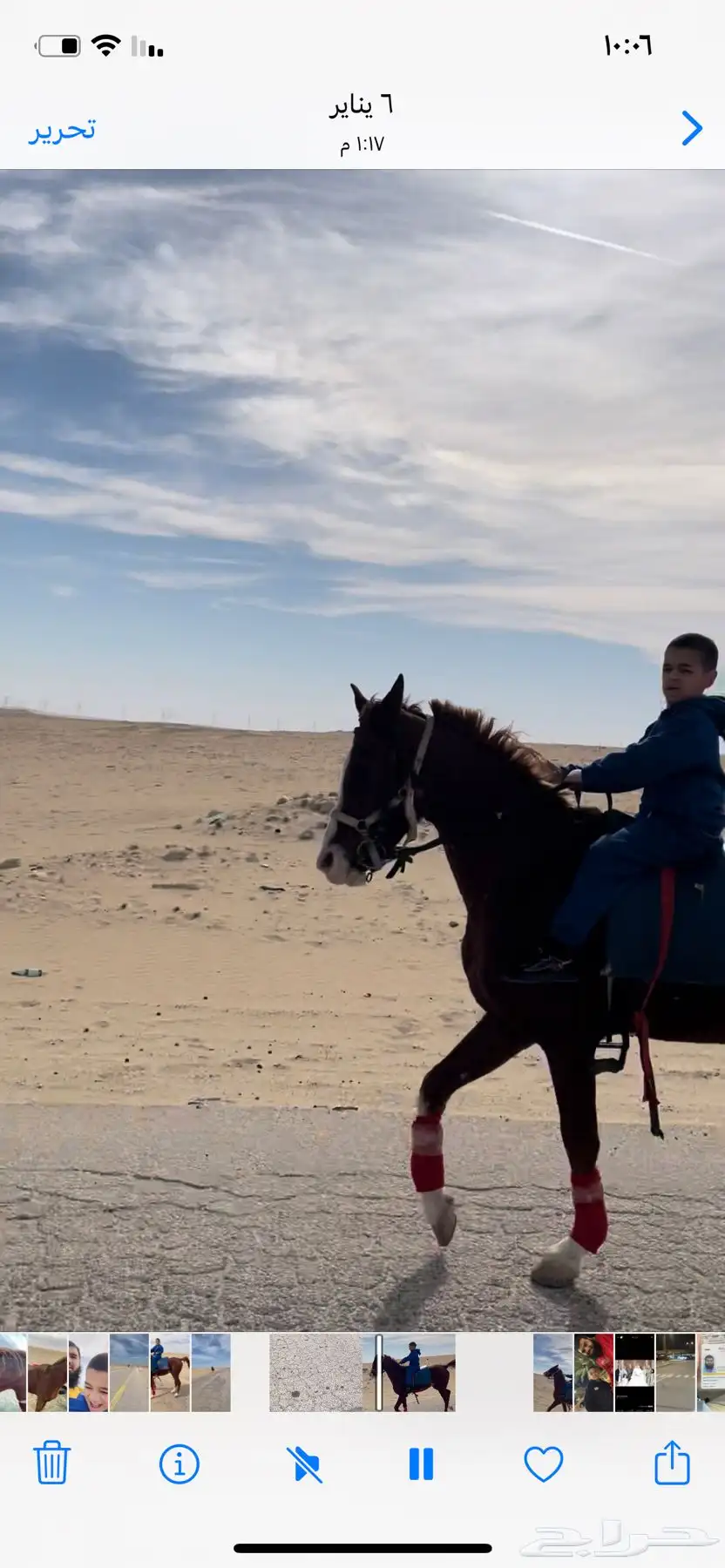 خيل حصان فرس ركوب خيل في بر الجبيل 14