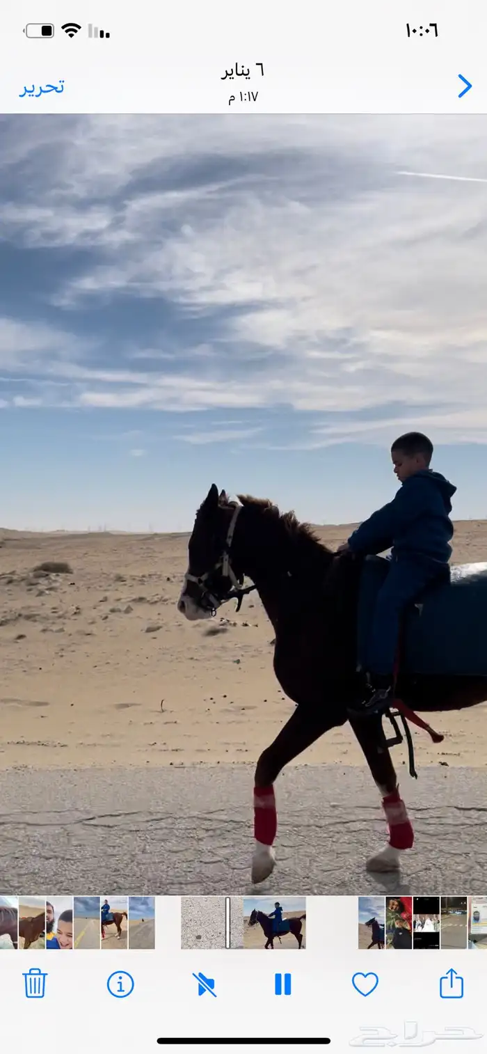 خيل حصان فرس ركوب خيل في بر الجبيل 13