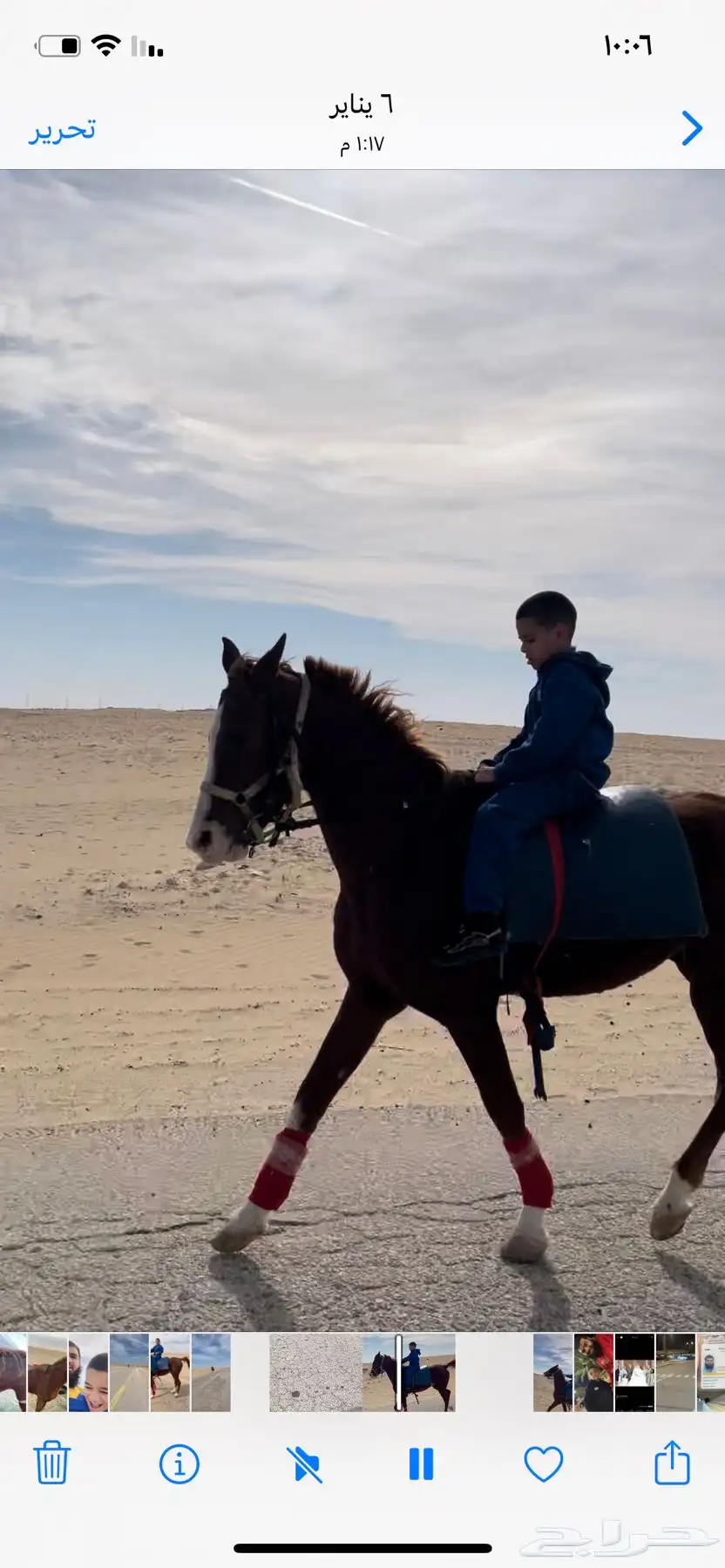 خيل حصان فرس ركوب خيل في بر الجبيل 12