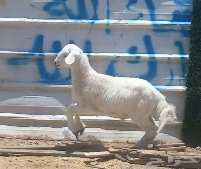 ( تم البيع )) بهم تربيه طيب 3 رؤس 1