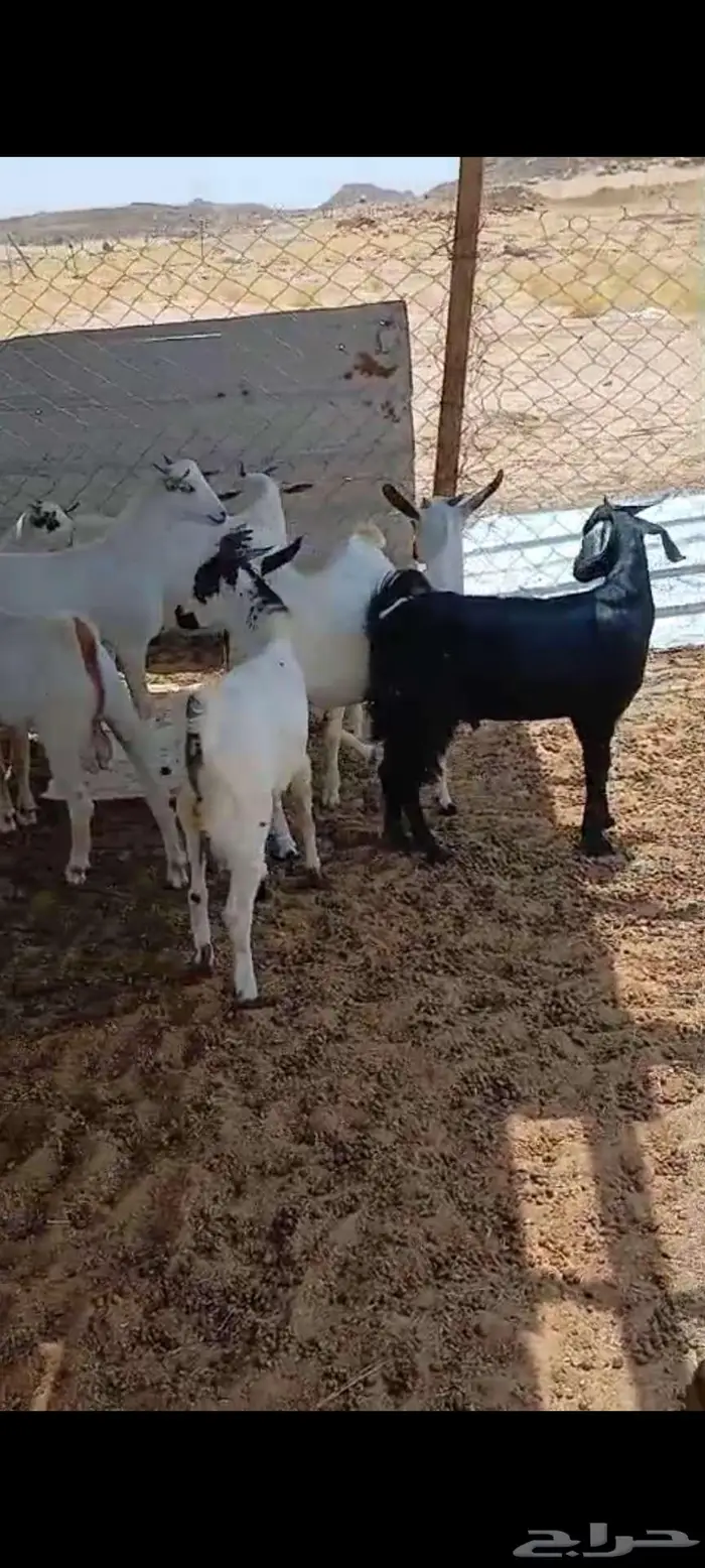تيوس شحم... ومعزا حليب وخلفات 4