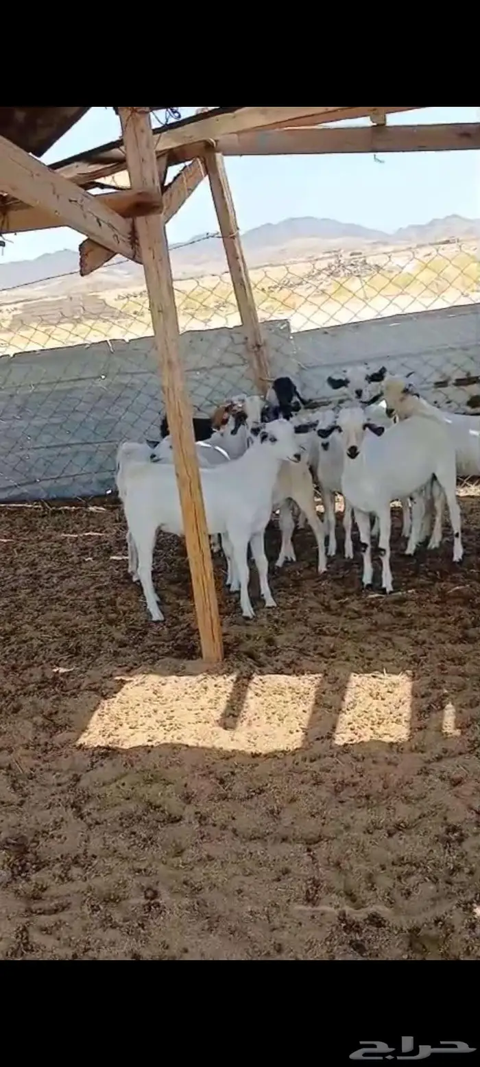 تيوس شحم... ومعزا حليب وخلفات 3