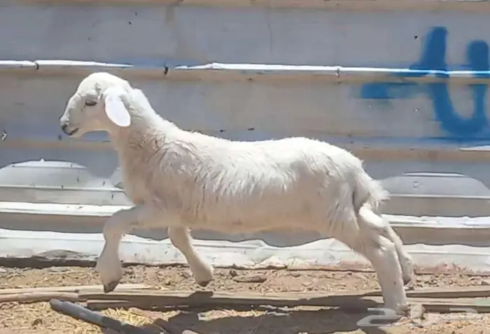 ( تم البيع )) بهم تربيه طيب 3 رؤس 9