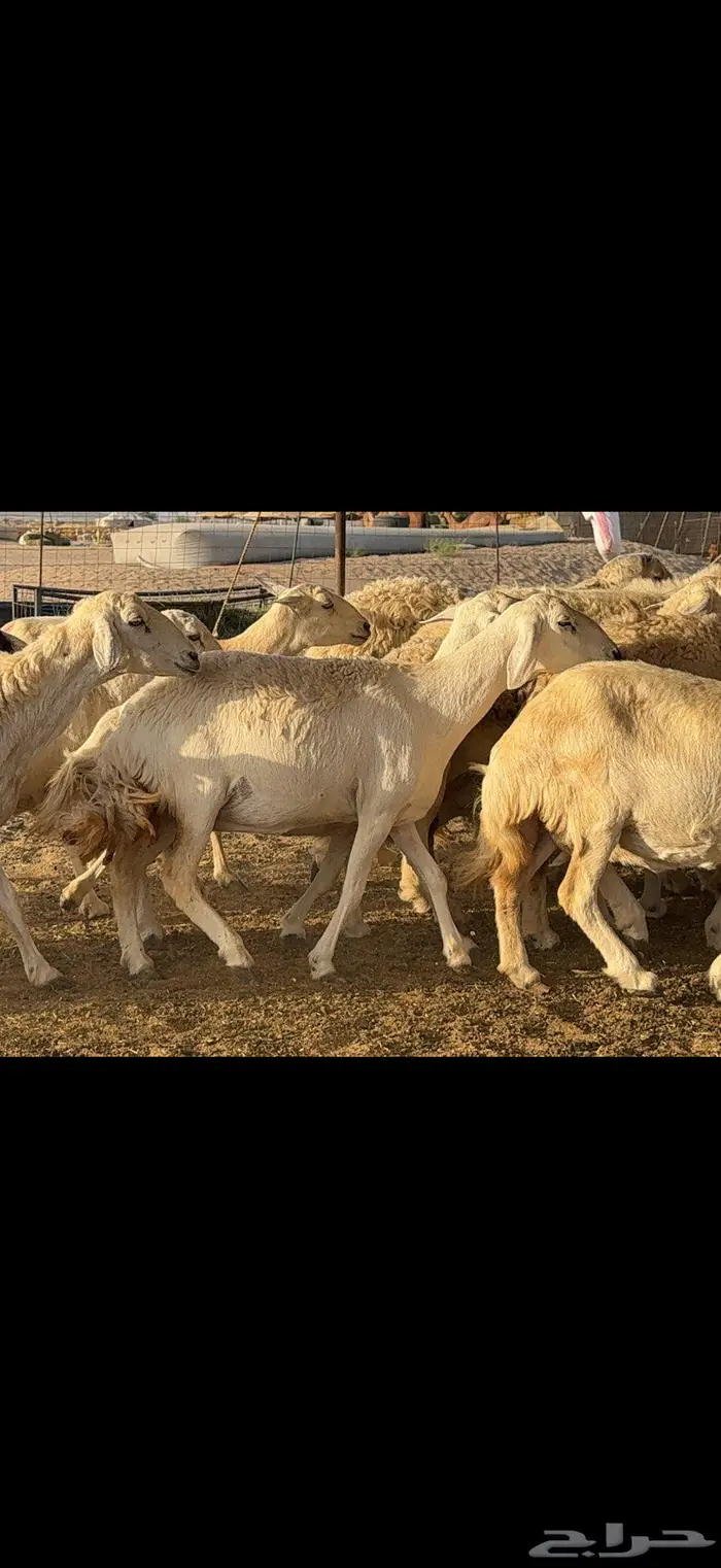 حريات حرش 57 بينها 3 فحول 3
