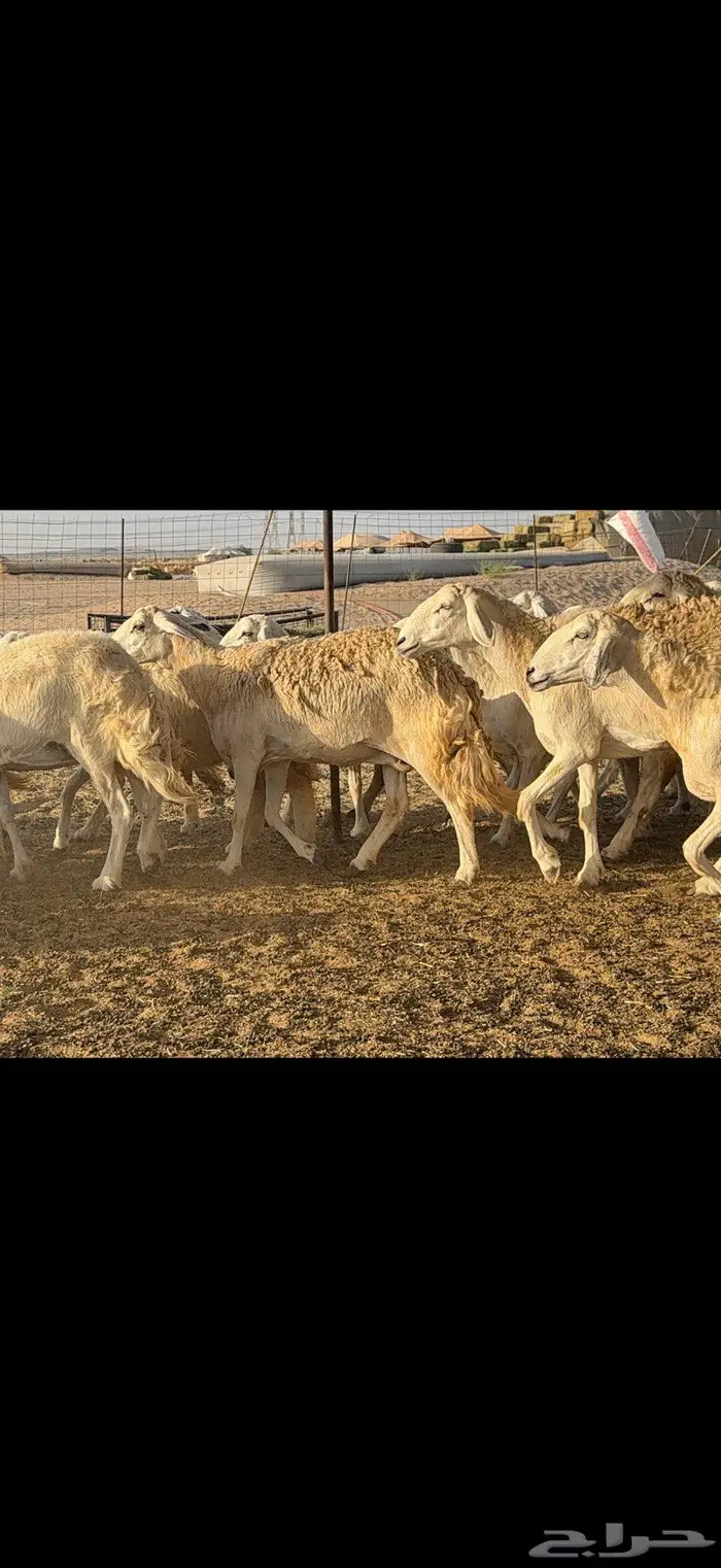 حريات حرش 57 بينها 3 فحول 4