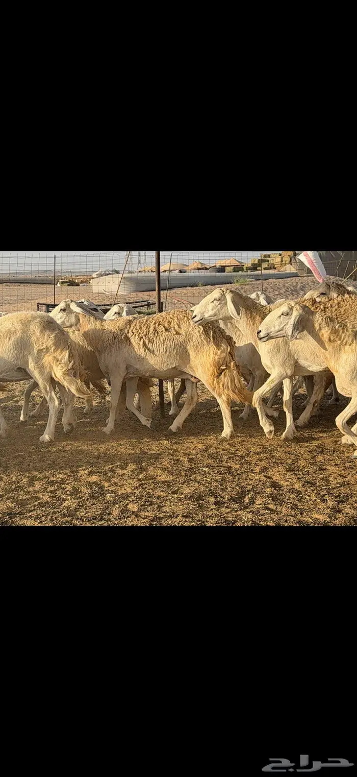 حريات حرش 57 بينها 3 فحول 2