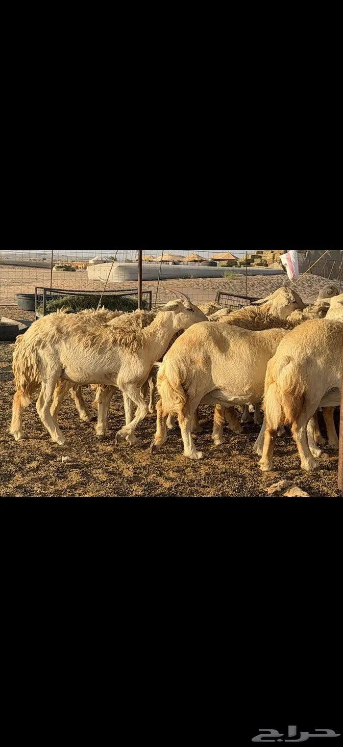 حريات حرش 57 بينها 3 فحول 0
