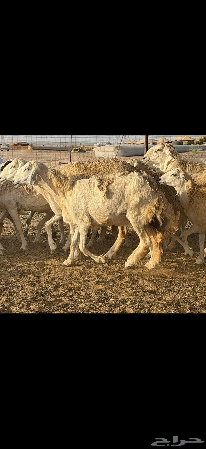 حريات حرش 57 بينها 3 فحول 5