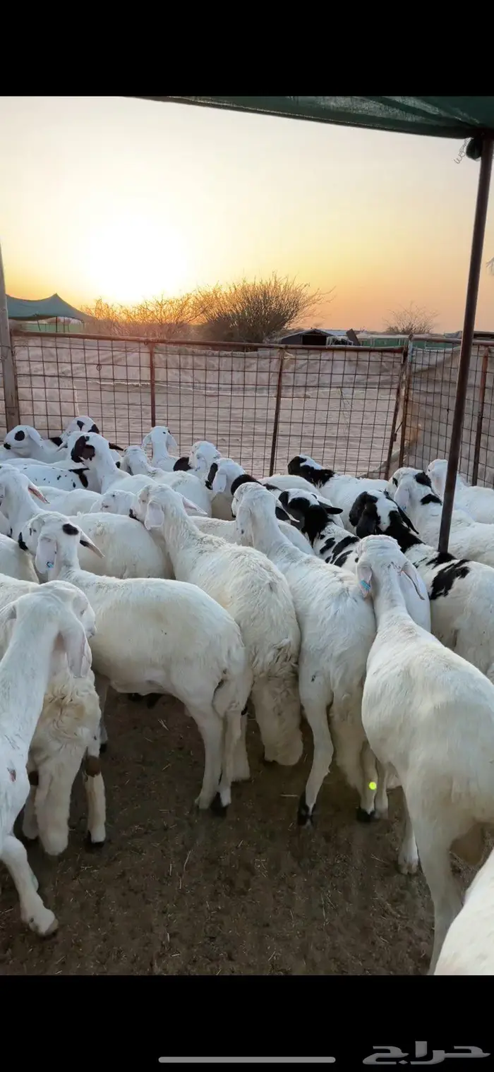 سواكن مرباه لبيع 1