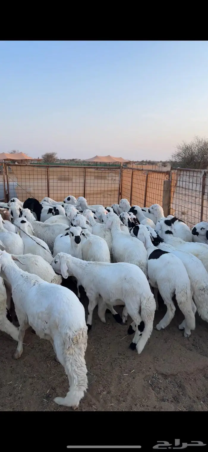 سواكن مرباه لبيع 0