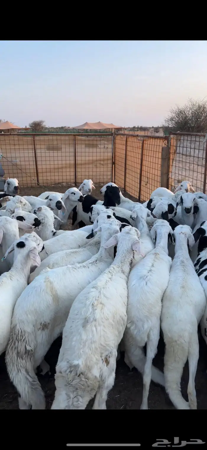 سواكن مرباه لبيع 2