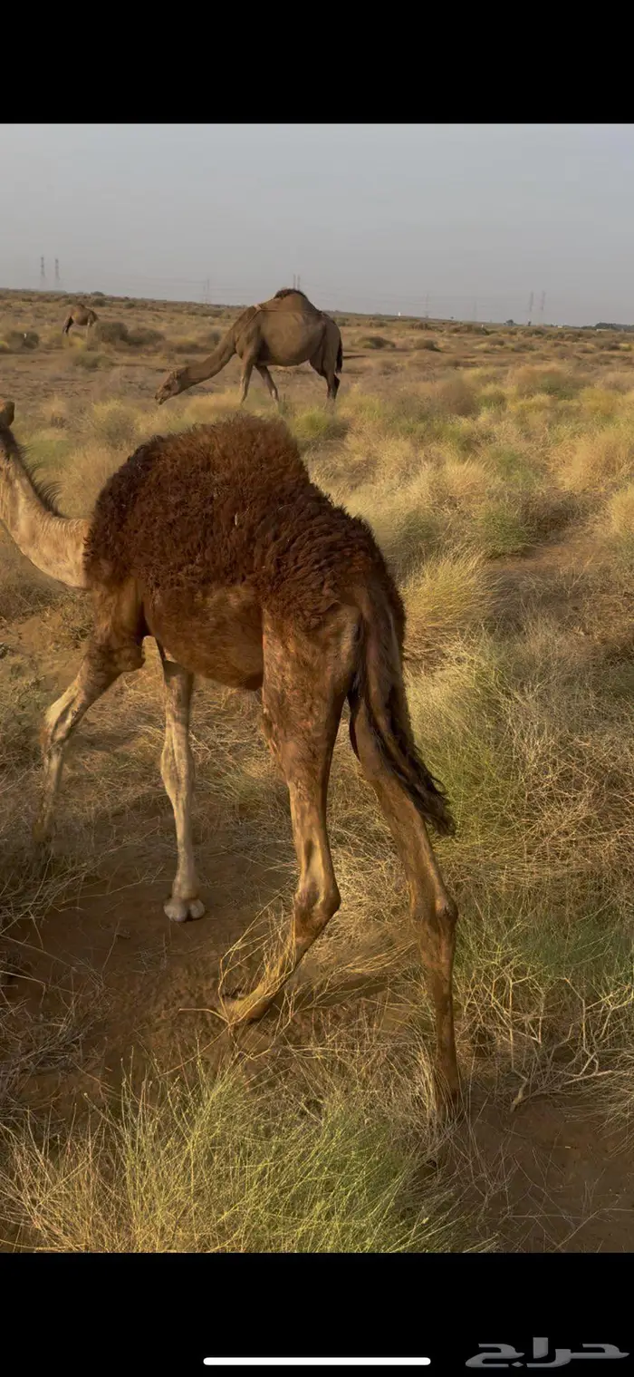 تم البيع خارج الموقع 1