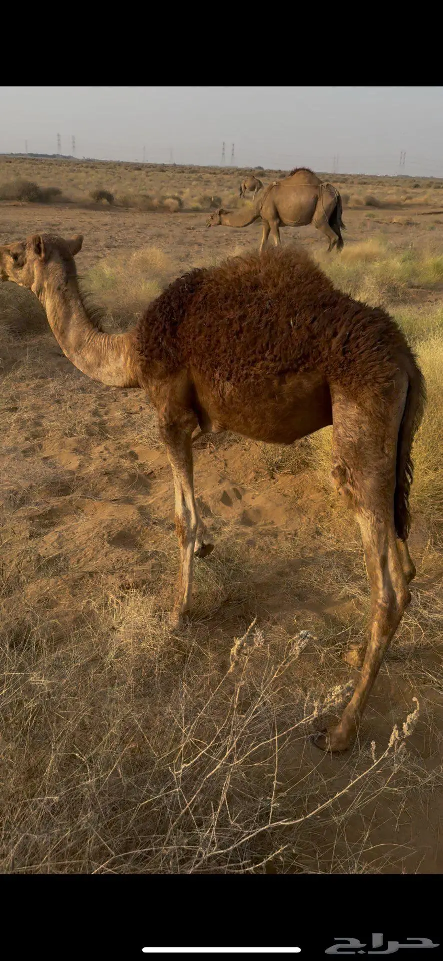 تم البيع خارج الموقع 2