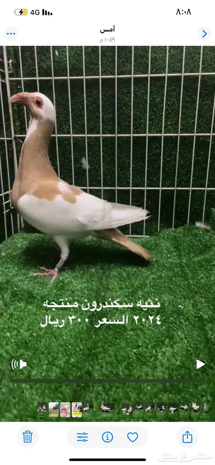 اناثي سكندرون مستوى منتجات اصفر 0