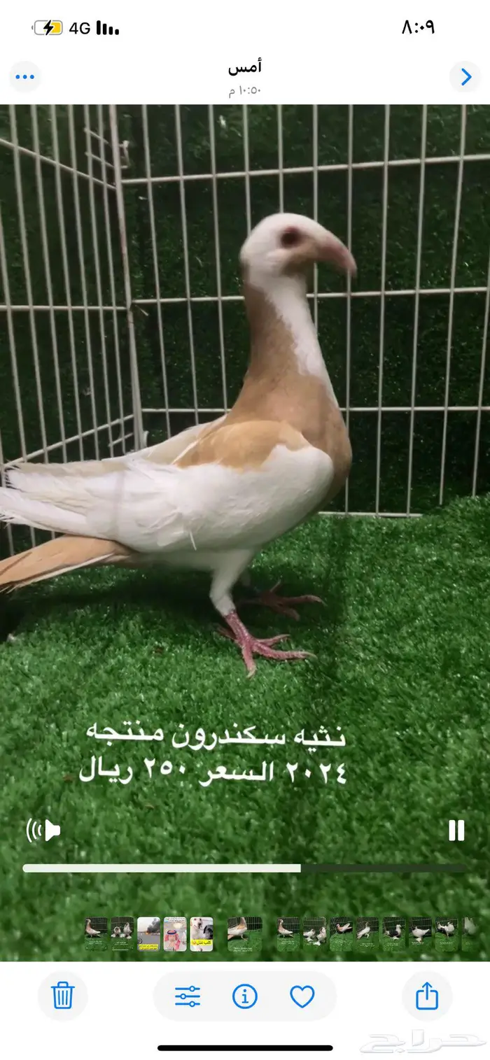 اناثي سكندرون مستوى منتجات اصفر 1
