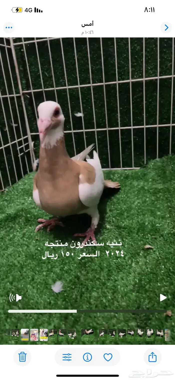 اناثي سكندرون مستوى منتجات اصفر 2