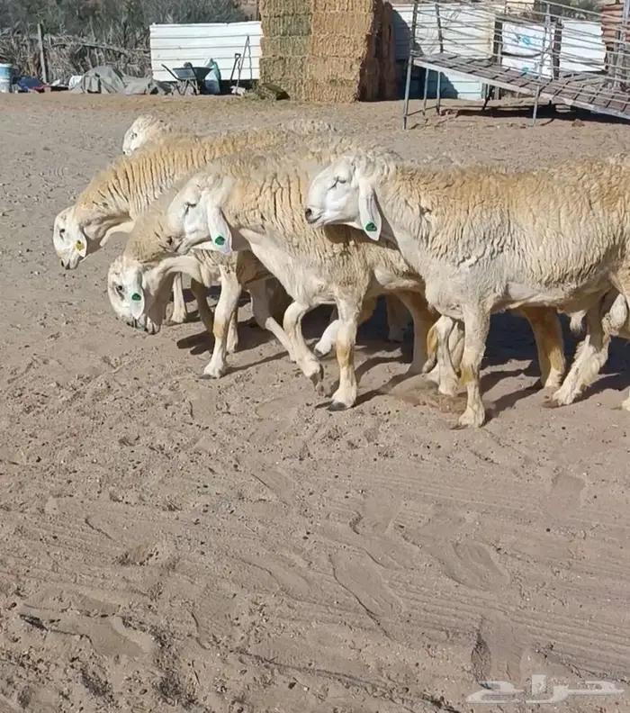( تم البيع) 11 جذعان فواخر من الصياد في أملج 0