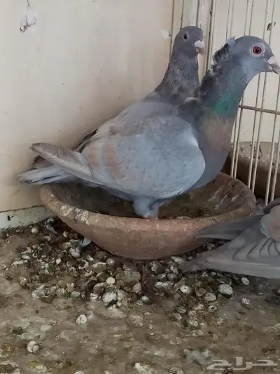 زاجل رديوس فاخر جرم و لون 1