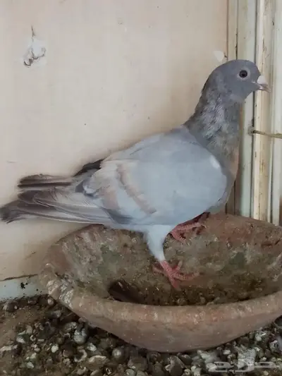 زاجل رديوس فاخر جرم و لون 3