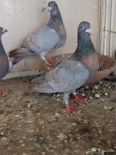 زاجل رديوس فاخر جرم و لون 2