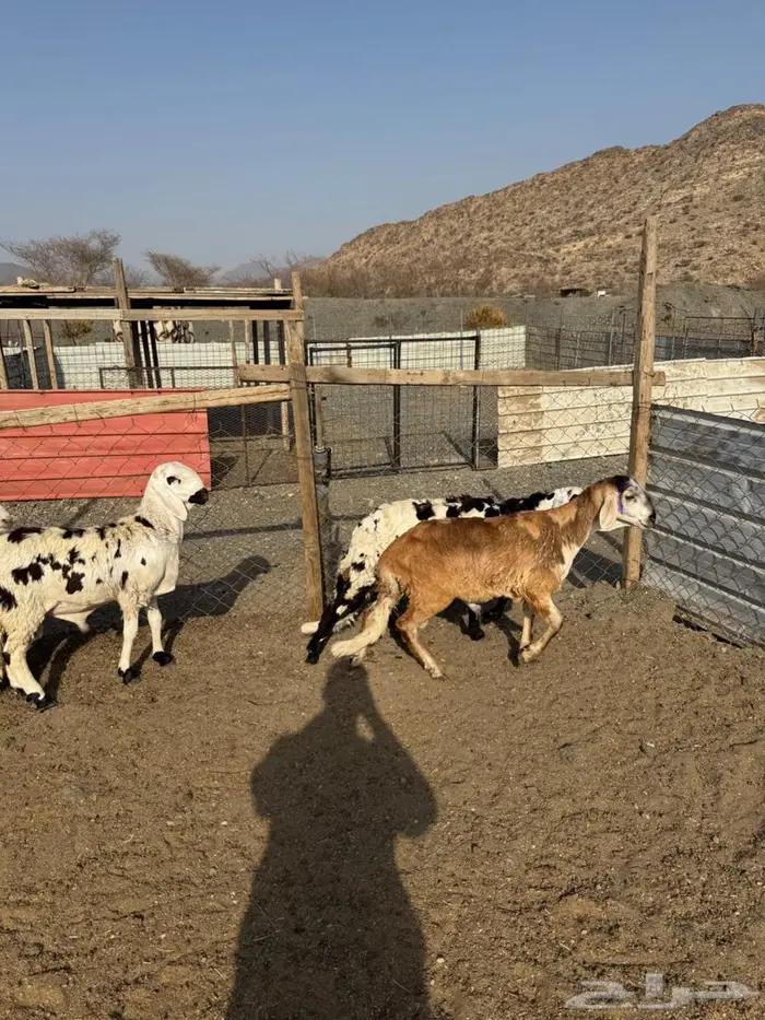 سواكن سمان فوق الوسط ب1050 8