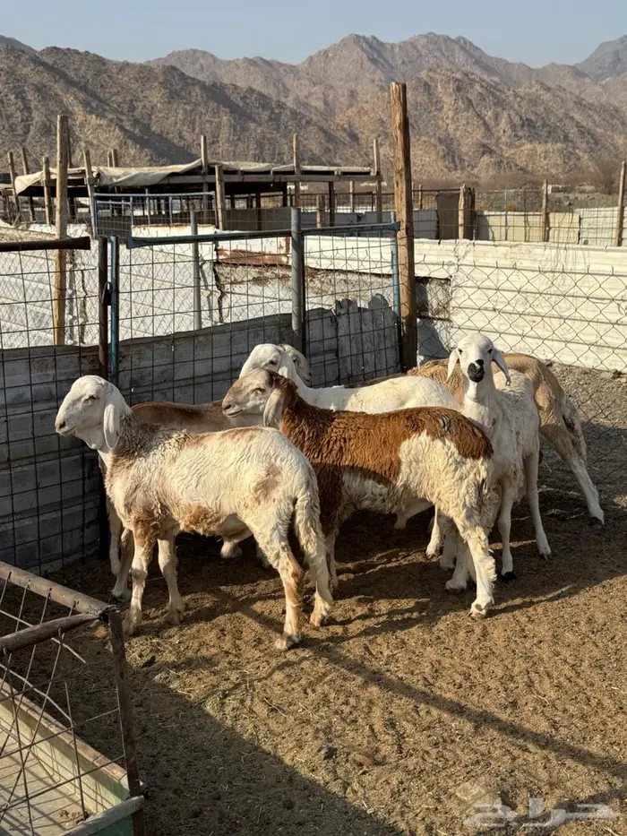 سواكن سمان فوق الوسط ب1050 6