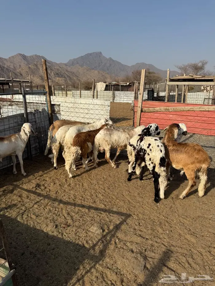 سواكن سمان فوق الوسط ب1050 9