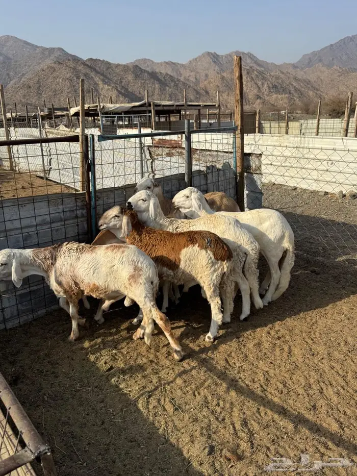 سواكن سمان فوق الوسط ب1050 7