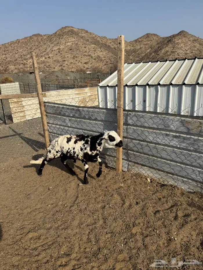 سواكن سمان فوق الوسط ب1050 5