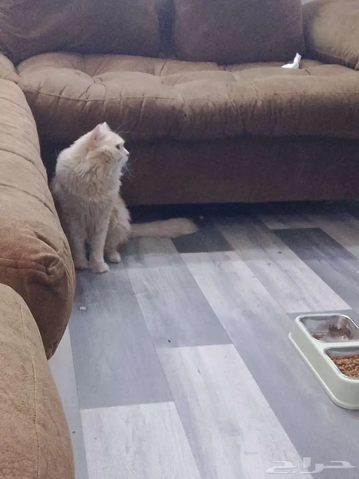 قط شيرازي ذكر للتبني 0