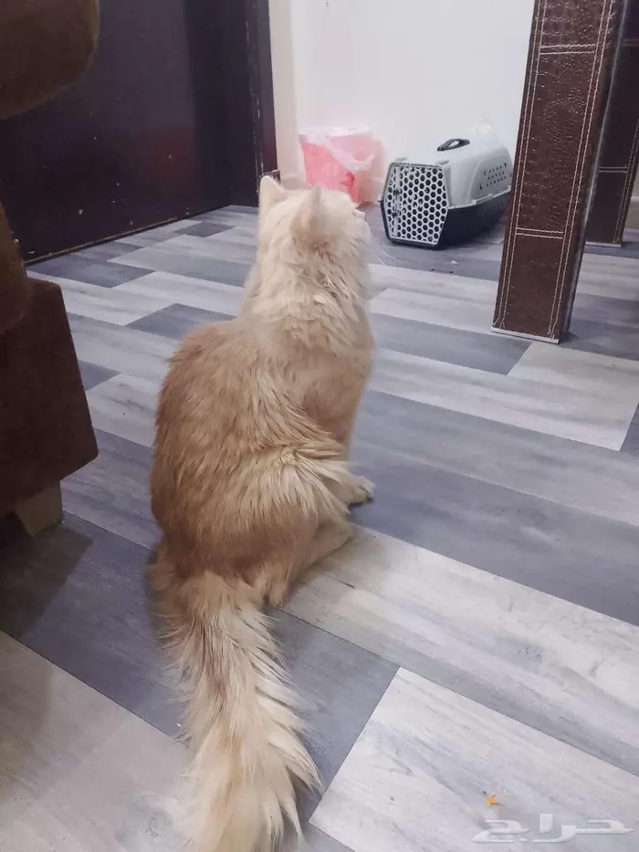 قط شيرازي ذكر للتبني 1