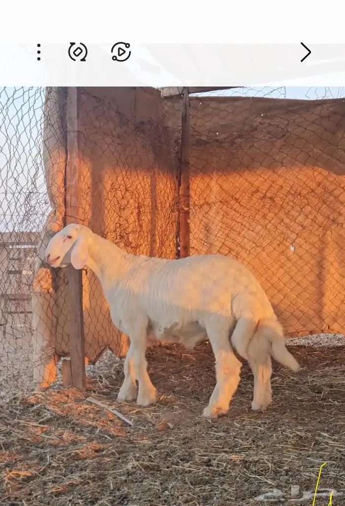 مشروع فحل تم البيع 3