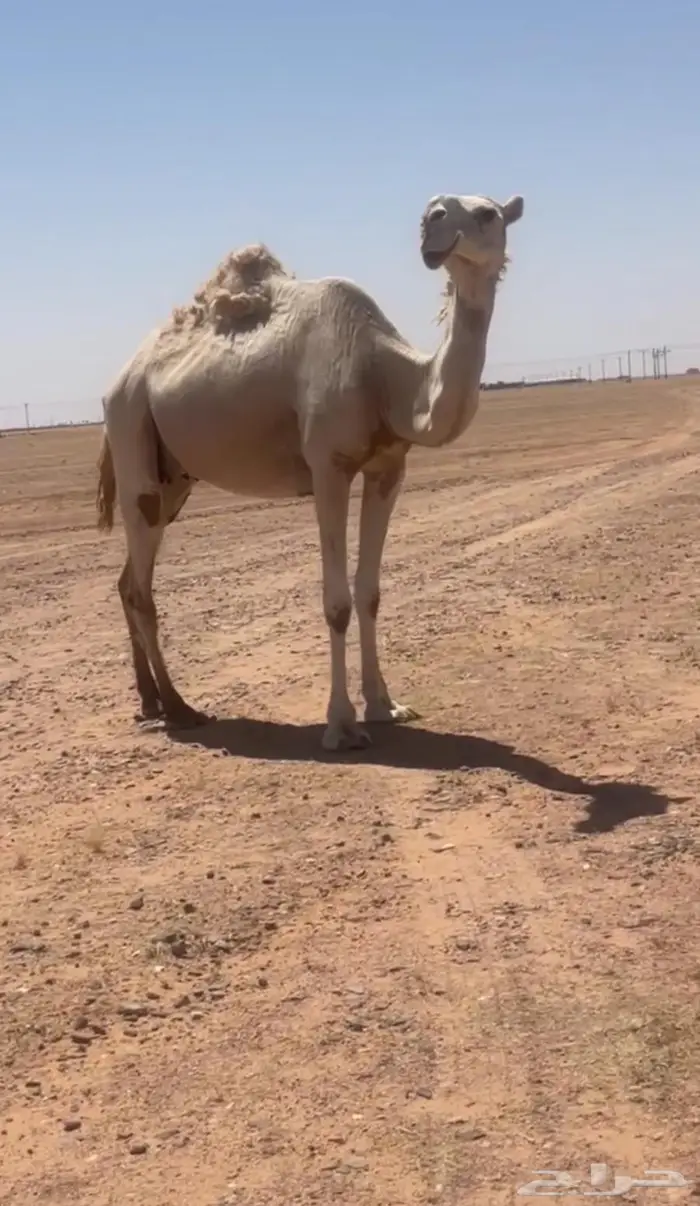 لقحه وضحاء 1