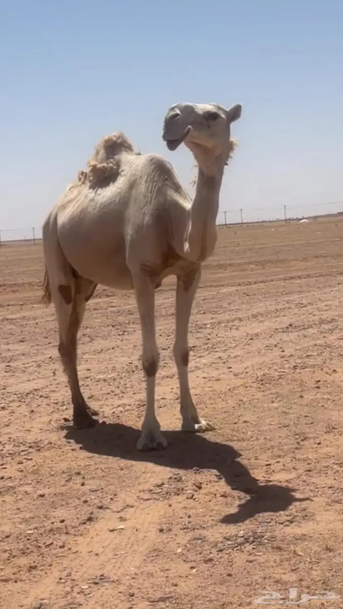 لقحه وضحاء 0