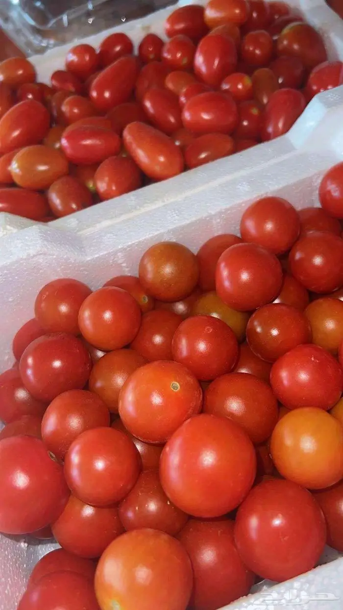 طماطم شيري احمر كرزي وبلحي طازجة من المزرعة مباشرة 4