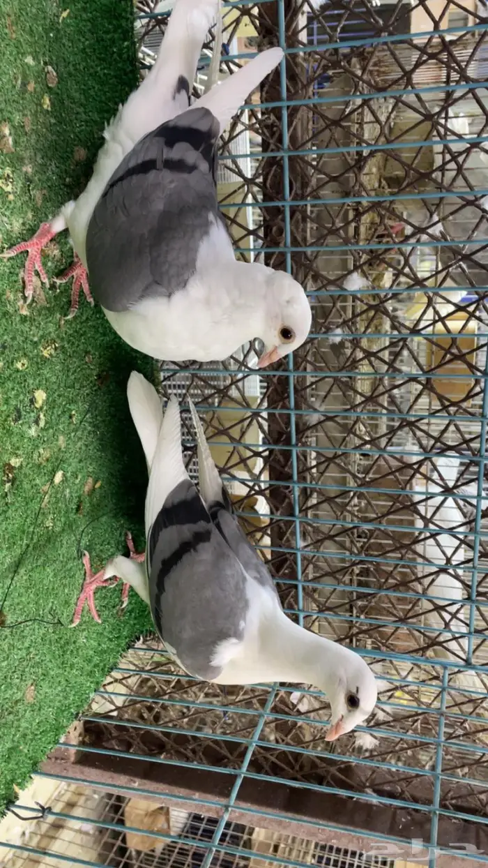 زواجل مكاتيف 5
