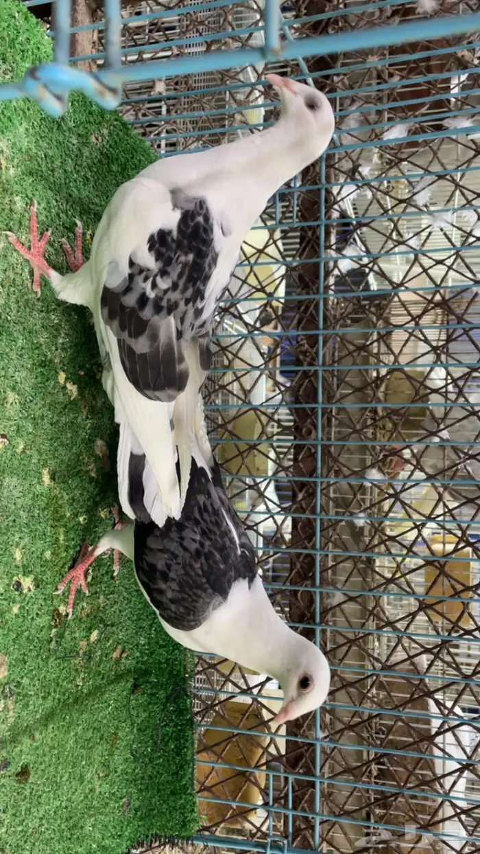 زواجل مكاتيف 2