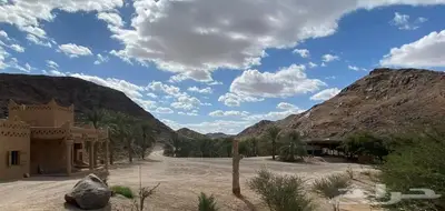 عسل بلدي طبيعي 100 2