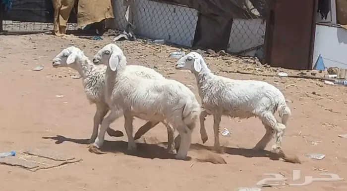 ( تم البيع )) بهم تربيه طيب 3 رؤس 8